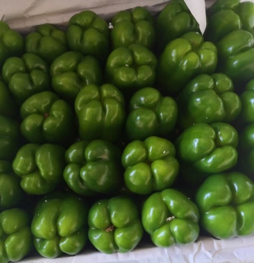 蔬菜之乡寿光厚皮园椒