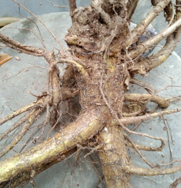 访野生七年生苦参鲜货五十多吨