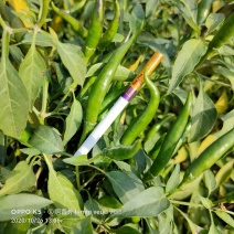 商丘艳青鲜小米辣，产地直供，一手货原，诚信共赢