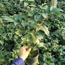 香妃香茶烈香茶花盆栽永福基地直销一手货源长期供应货源充足