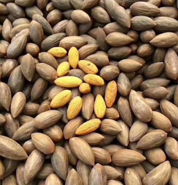 2020年千老产区百年老树香榧籽