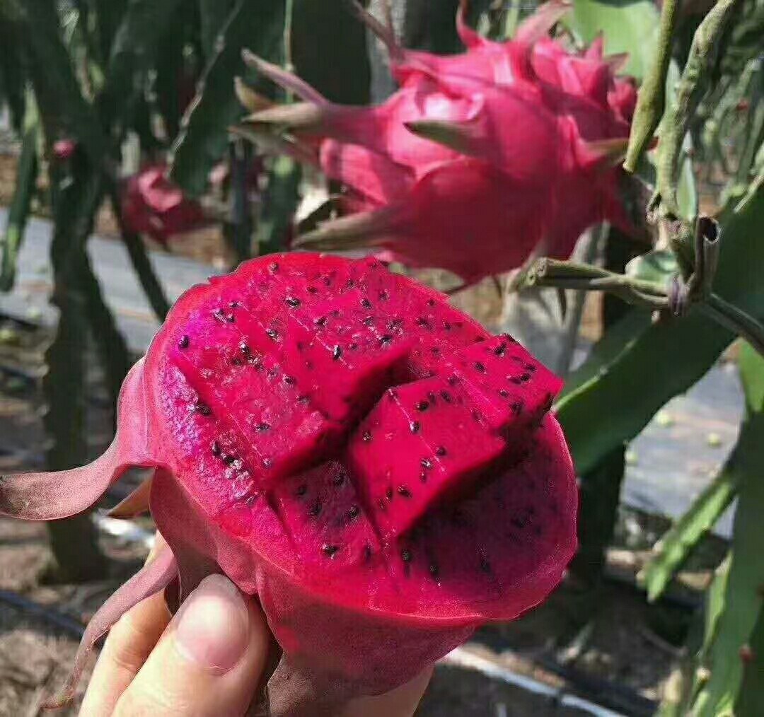 红心火龙果切开特写