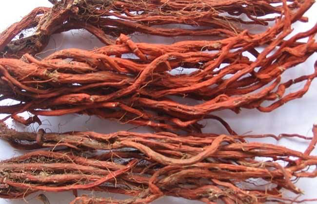 丹参与三七的药材对比图