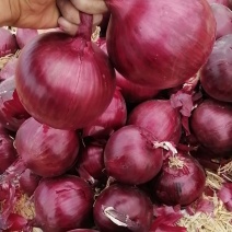 紫皮洋葱，8-12规格，货源充足，欢迎洽谈咨询