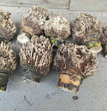 竹根 竹头 楠竹根 毛竹根 竹篼 老竹根