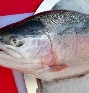 青海龙羊峡三文鱼虹鳟鱼