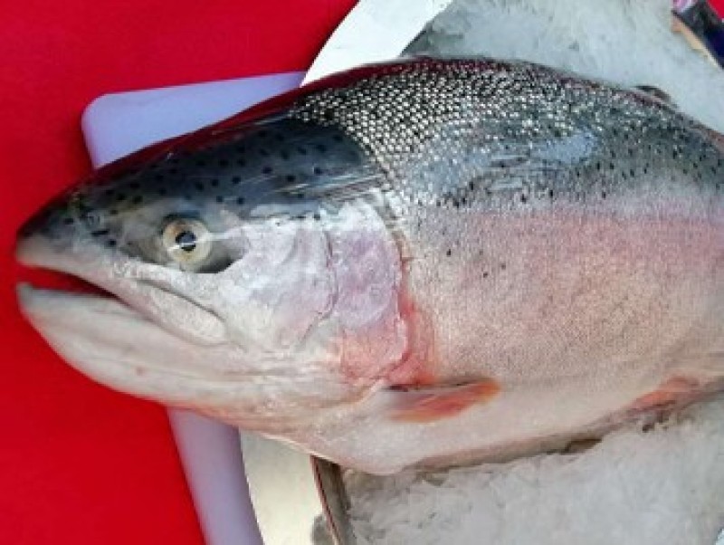 青海龙羊峡三文鱼虹鳟鱼