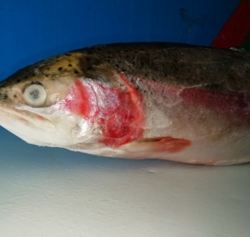 青海龙羊峡三文鱼虹鳟鱼