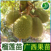 泰国金枕榴莲苗金枕头榴莲树苗猫山王榴莲苗两棵起拍