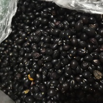 出售山豆根种子生干货