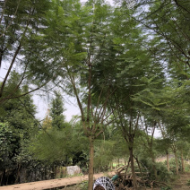 蓝花楹（诚信经营以质量求生存）