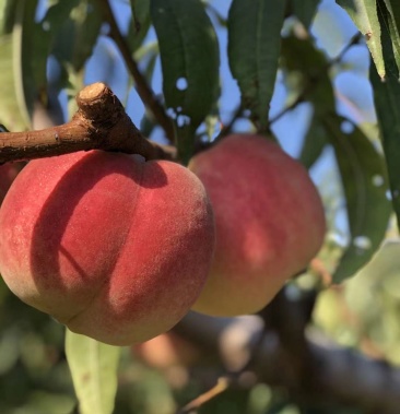 巨型冬桃嫁接桃树苗当年结果南北种植产地直销