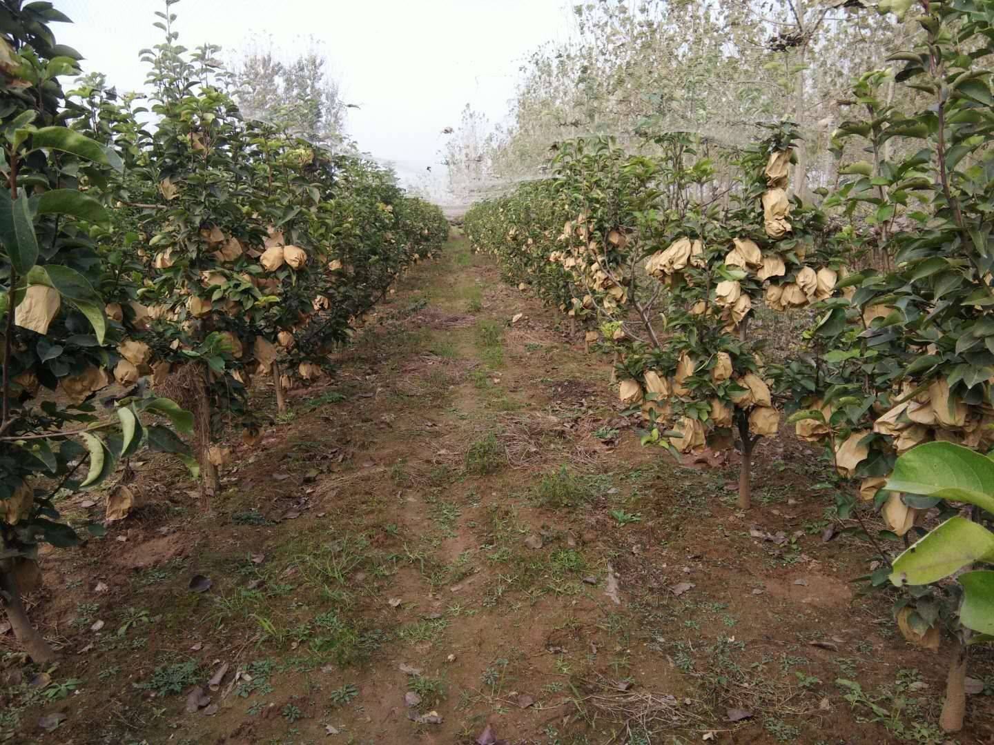 丰水梨种植基地航拍图