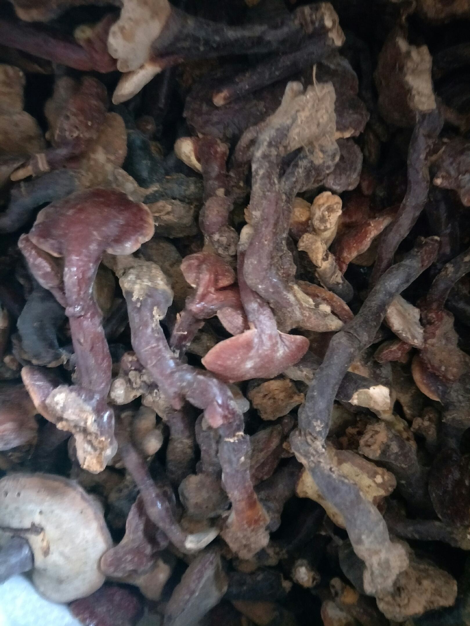 野生小赤灵芝批发家庭实惠装功效一样自己煲茶煲汤