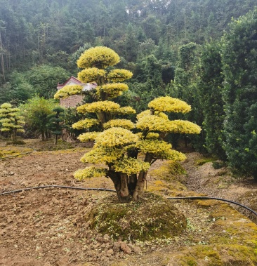 金姬女贞桩金姬女贞桩头供应金姬女贞桩头基地