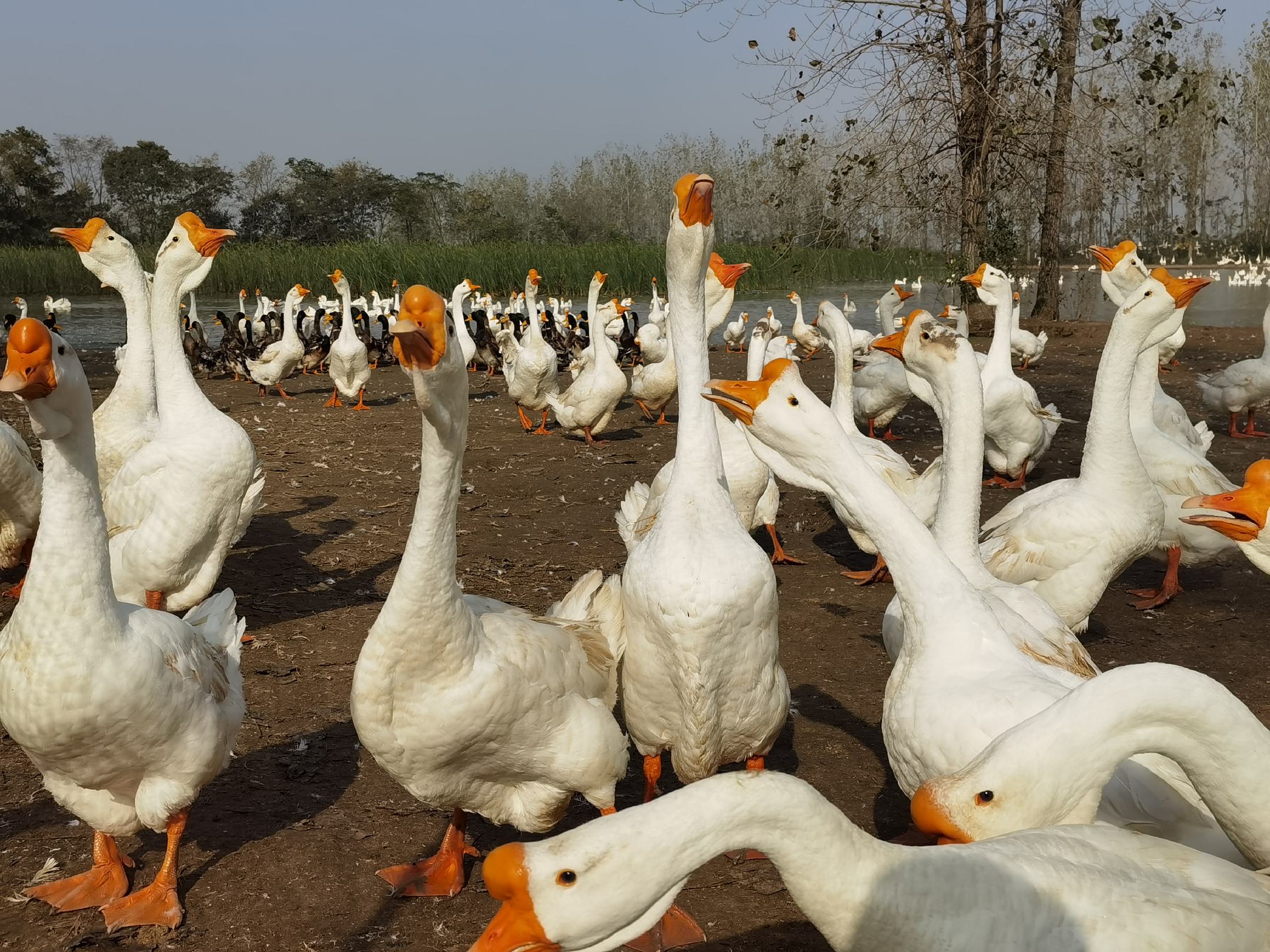 太湖湖面风光,展示清澈水域与自然生态 太湖风光