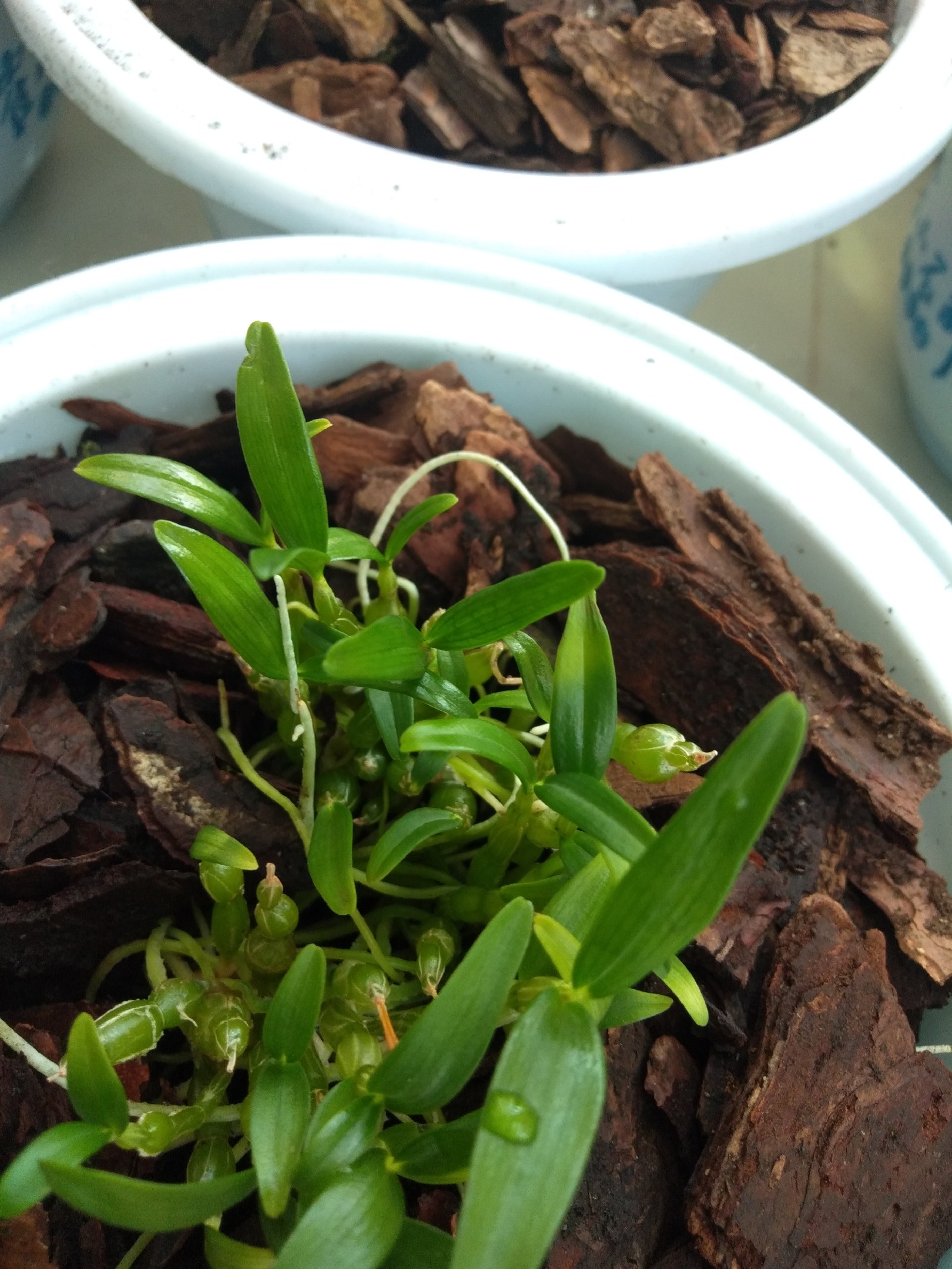 富强生态农业生态正宗霍山石斛风斗品质好品感佳