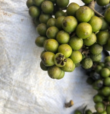 正宗川黄柏种子百年老树