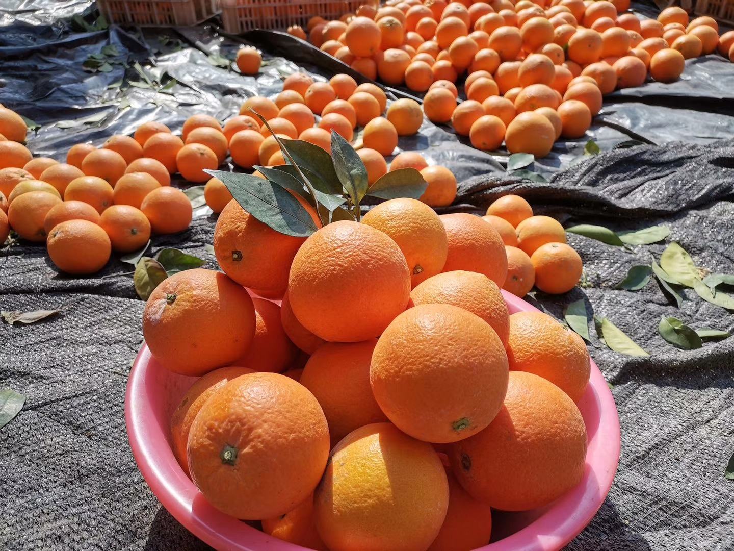 高清近距离拍摄的一组切开与完整的大甜橙果实。左侧为完整的橙子,表皮光滑呈亮橙红色;右侧为横向剖开的果实,露出饱满多汁的果肉,汁液清晰可见,果瓣排列整齐,无核或极少核,背景为木质托盘和绿叶衬托,突出新鲜质感 大甜橙果实特写展示图