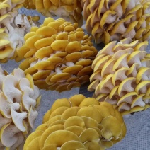 低价处理一批榆黄蘑岀菇菌包