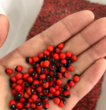 相思子,红色相思子,红豆种子产地直供支持线上交易保障