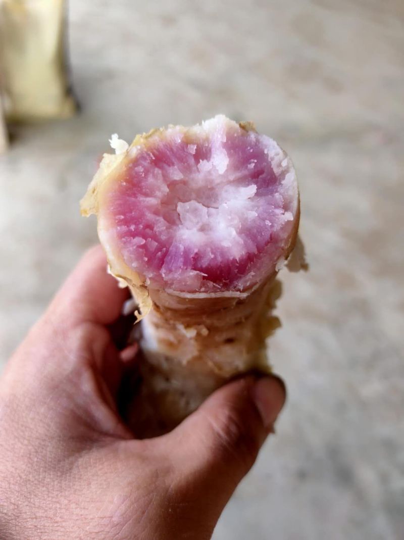 大量澳洲紫白已经入库了