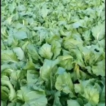 本基地种植上百亩儿菜