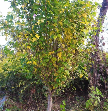 [木槿批发]供应,独杆木槿2-5公分价格15.00元/棵 - 一亩田