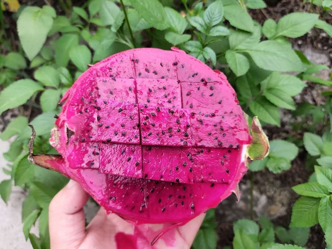 红心火龙果切开特写