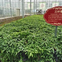 出售三叶青（三叶崖爬藤）种苗，金线吊葫芦种苗，石猴子苗