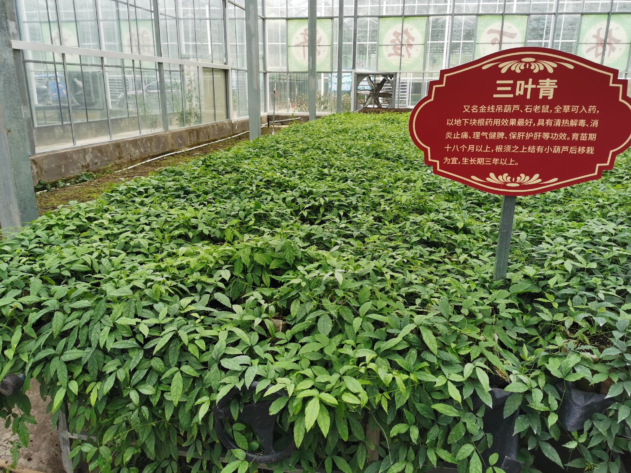 [三叶青苗批发]江西赣州安远县三叶青苗 3.50元/棵出售三叶青 _ 一亩田