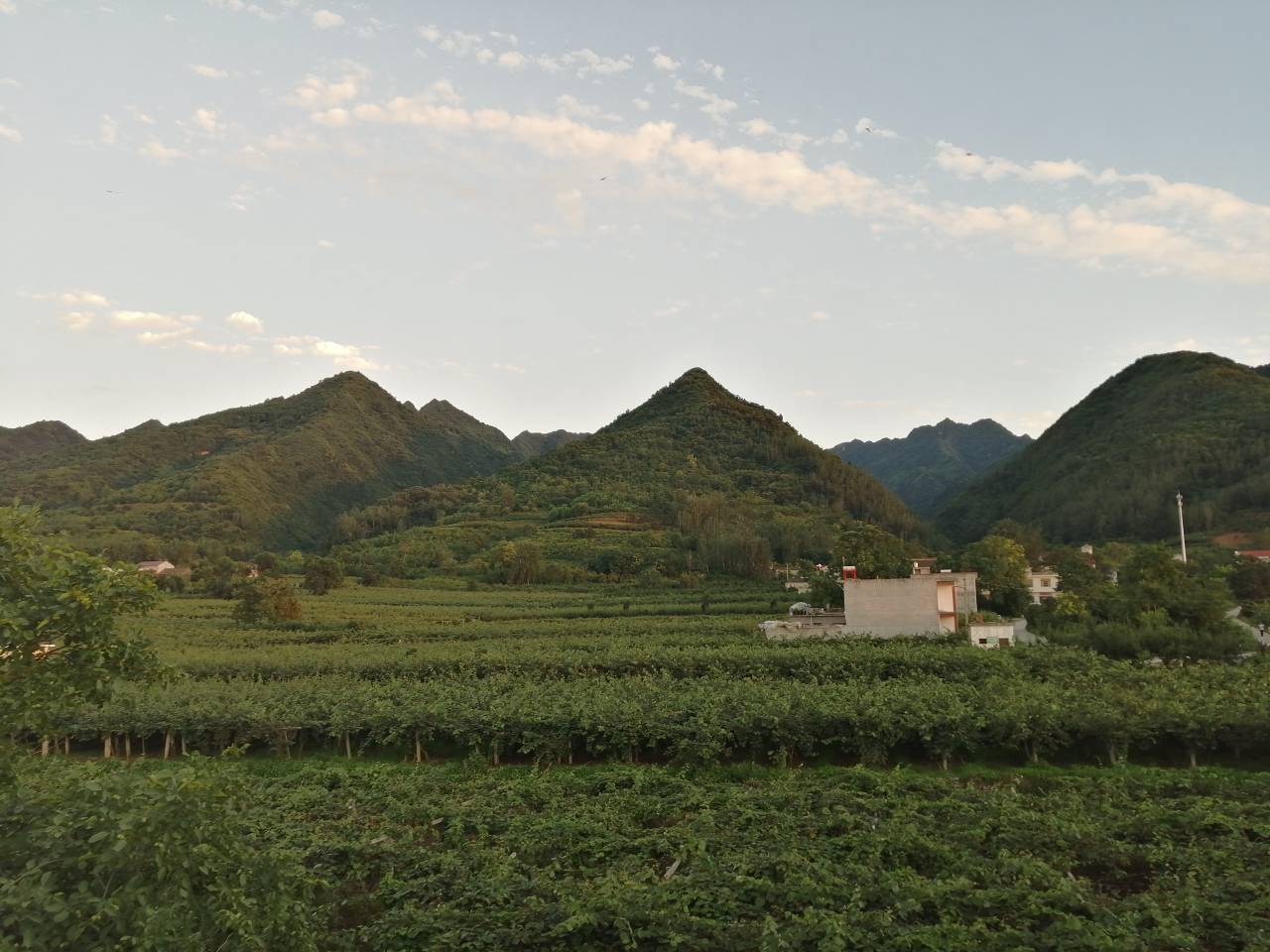 海沃德猕猴桃果园航拍图