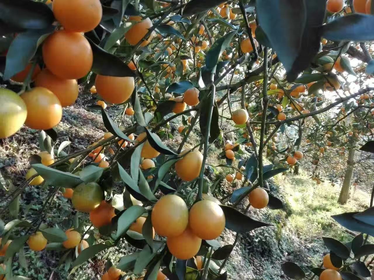 金桔树挂果实景图