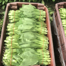 常年大量供应菜苔，欢迎各位实地考察合作