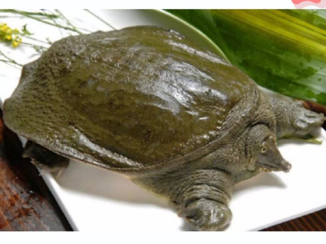 碘元素在人体内分泌系统中的作用机制示意图,重点标注甲状腺部位 碘元素在人体中的作用示意图