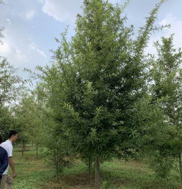 [橡树批发]柳叶栎5-15公分 基地直发价格65.00元/棵 - 一亩田