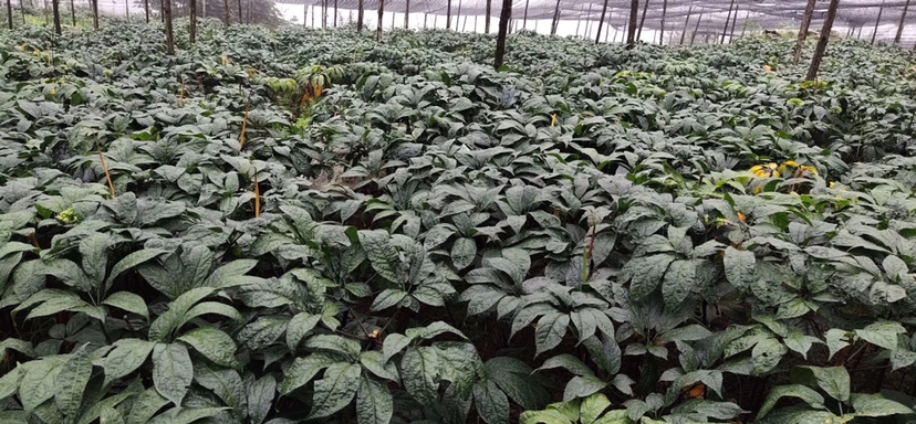 现代化三七加工厂内部场景,工人正在操作清洗机对新鲜三七进行去泥处理,另一侧为烘干流水线,背景墙上挂有‘三七皂苷含量检测报告’展板,桌上摆放高效液相色谱仪(HPLC),技术人员正在记录数据,体现科学化、标准化生产流程 三七加工与检测场景图