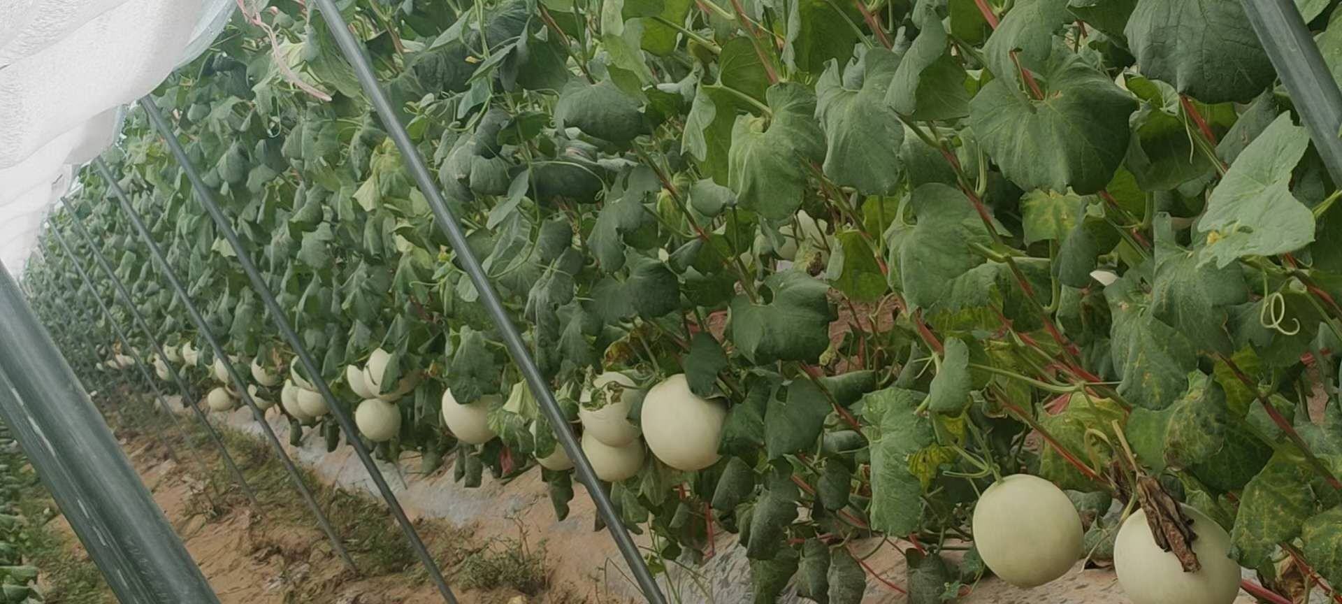 玉菇甜瓜植株整体生长形态