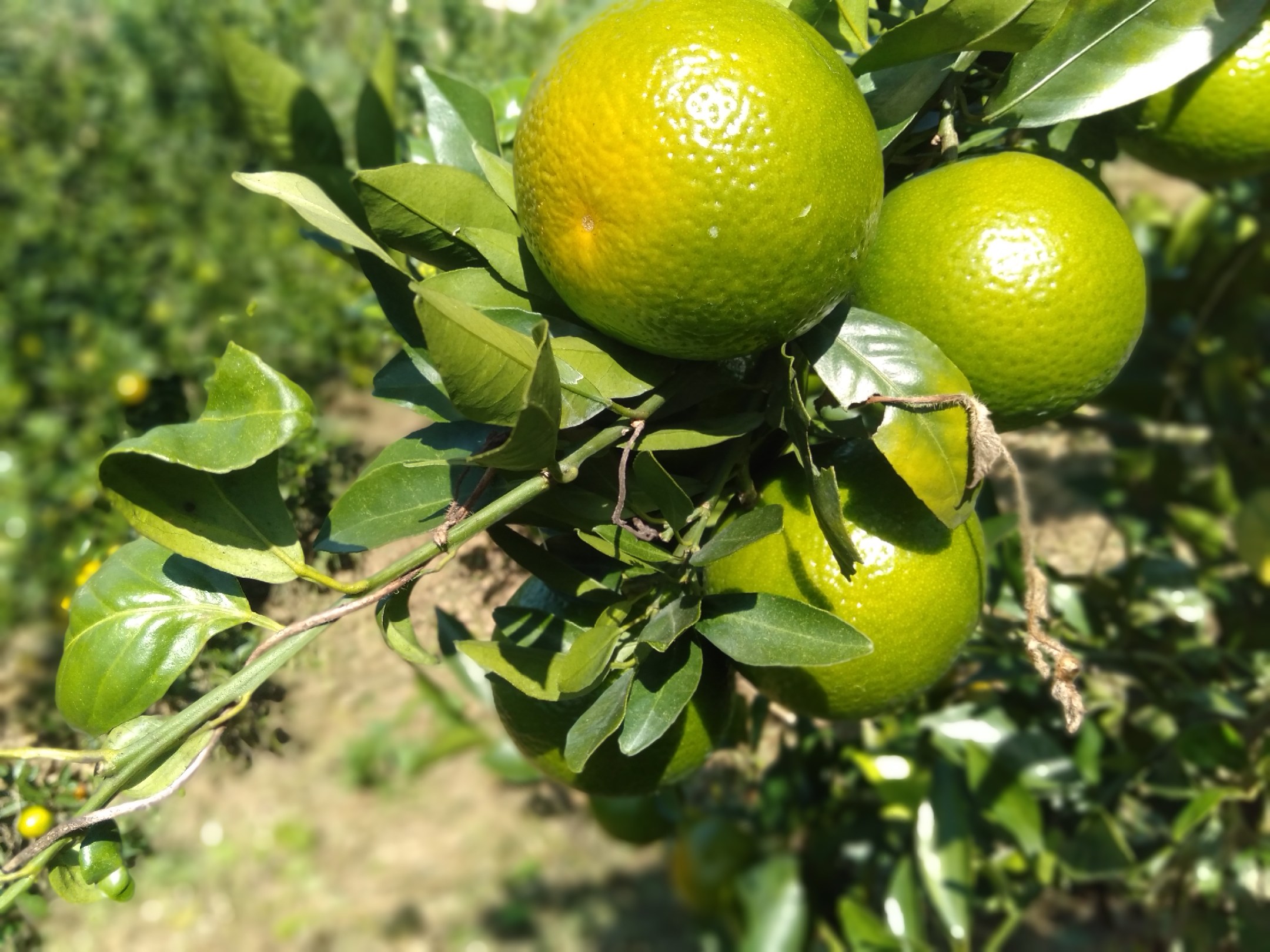 一位农民正在广西桂林的山坡果园中采摘皇帝柑,手中托着几颗不同大小的果实,聚焦于其中一颗标有‘68mm’标签的中等大小皇帝柑,背景可见整齐修剪的柑橘树 农户在果园中手工采摘皇帝柑