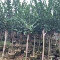 小叶紫薇3-8分大量出售