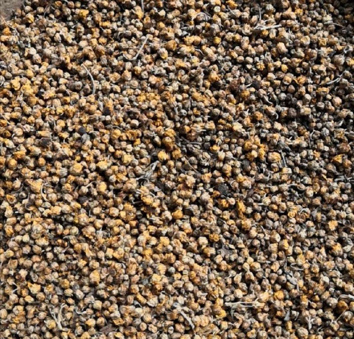 野菊花泡水喝的功效与禁忌