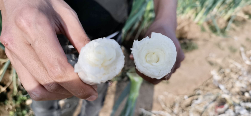 章丘大葱清洗与切配过程