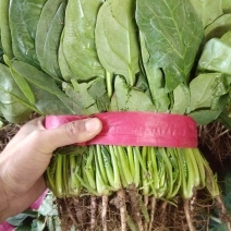 邯郸本地叶菜类蔬菜(菠菜)！产地直发！