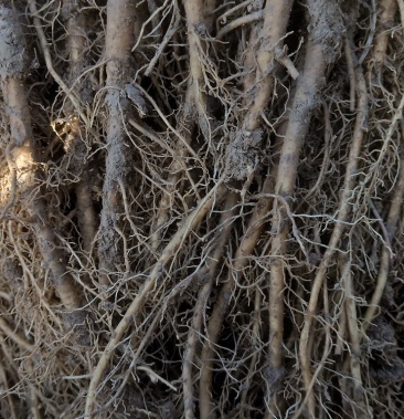 [羌活苗批发](宽叶羌活种苗),现买现挖,黑药苗,(一手货源)自产自销