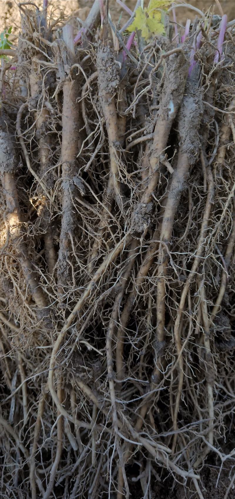 宽叶羌活种苗现买现挖黑药苗一手货源自产自销