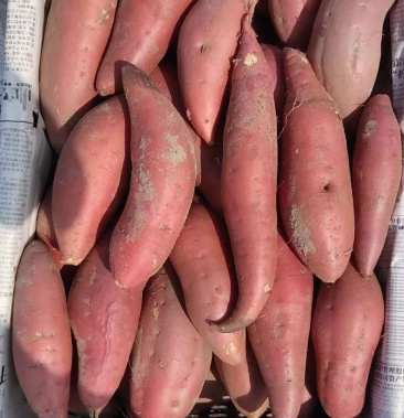 沙地西瓜红红薯 普薯32号