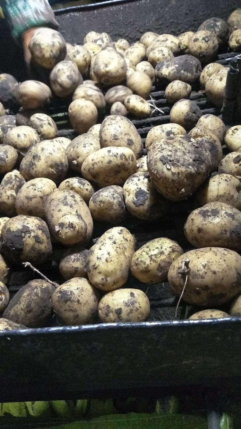 内蒙古牙克石土豆大量出货