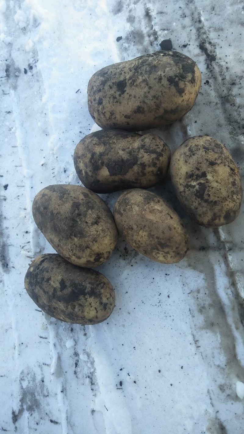 内蒙古牙克石土豆大量出货