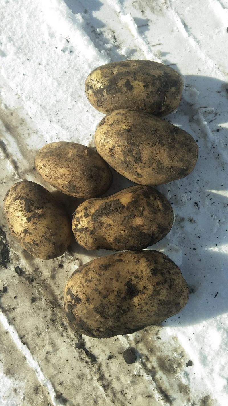 内蒙古牙克石土豆大量出货