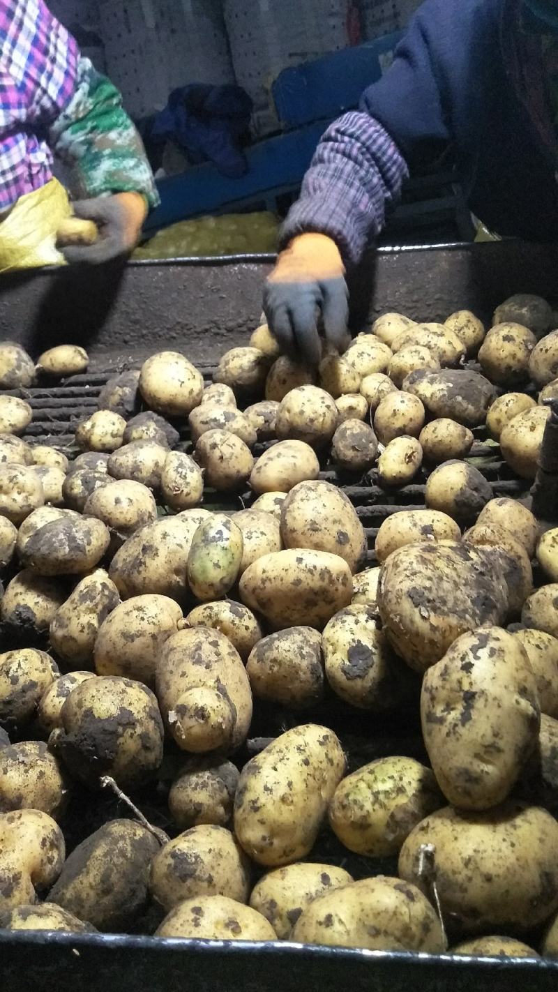 内蒙古牙克石土豆大量出货